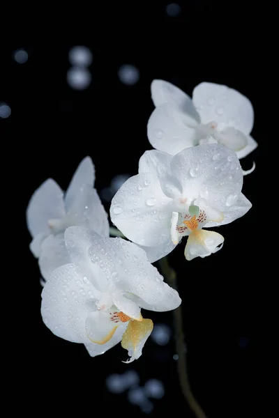Vit orkidé makro skott isolerade på svart bakgrund — Stockfoto