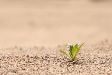 Young seedling growing in a desert sand. The concept of survival. Photo with copy space. clipart