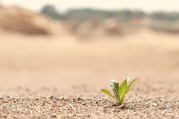 Egy magányos zöld növény nő a homokon. Fénykép-val másol hely. A háttér elmosódott. — Stock Fotó