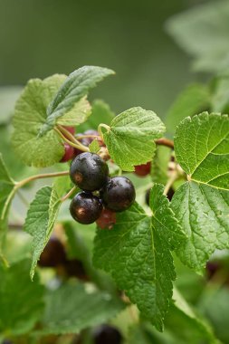 su damla yağmur sonra Siyah frenk üzümü Şubesi.