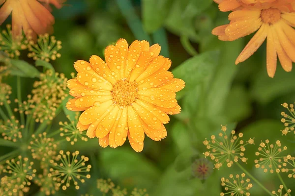 Orange Ringelblume oder Calendula officinalis Blüte mit Wassertropfen nach Regen. — Stockfoto
