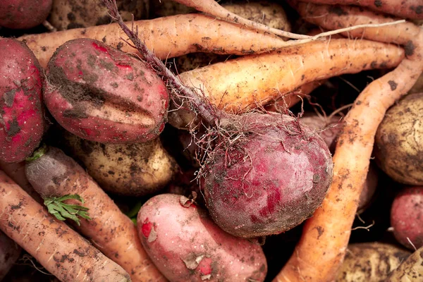 Hintergrund des schmutzigen Gemüses. Möhren, Rüben und Kartoffeln nach der Ernte aus nächster Nähe. — Stockfoto