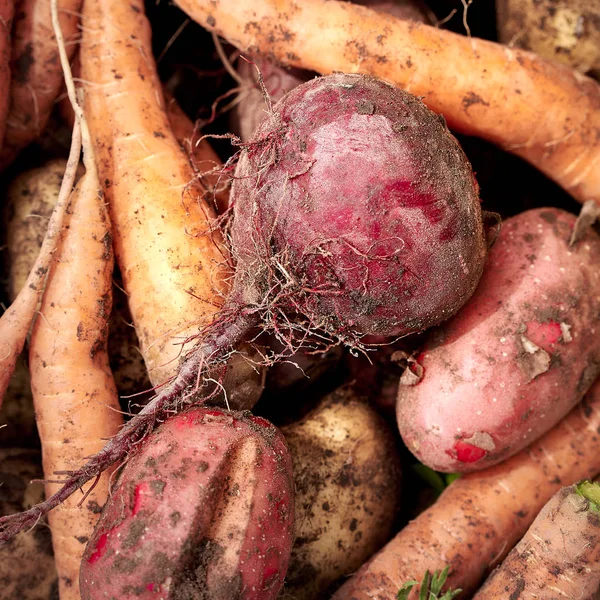 Harvest of fresh vegetables . Top view. Potatoes, carrot, beet.