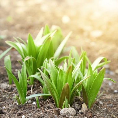 Yeşil genç lahanabahçe closeup parlak güneş ışığı ile aydınlatılmış. Bulanıklıkta arka plan.