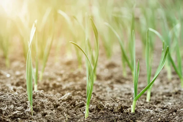 Les premières plantes d'ail éclairées par la lumière du soleil sur un sol au printemps ferment . — Photo