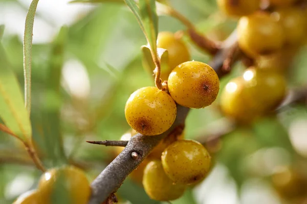 Shiny yellow sea buckthorn on a branch. — Stock Photo, Image