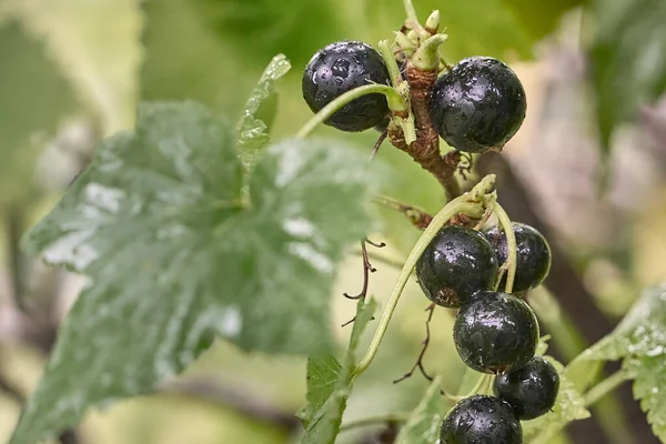 Schwarzer Johannisbeerzweig mit Wassertropfen nach Regen. — Stockfoto