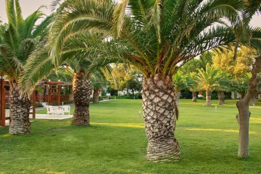 Boş otel. Palmiye ağaçları yerinde. Salgın nedeniyle iş yasağı.