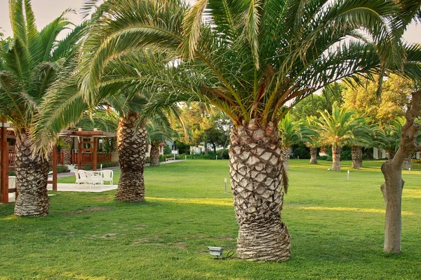 Boş otel. Palmiye ağaçları yerinde. Salgın nedeniyle iş yasağı. — Stok fotoğraf