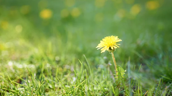 黄色のタンポポの牧草地の水平撮影 ぼかしの黄色緑のフィールドに対する黄色のタンポポ — ストック写真