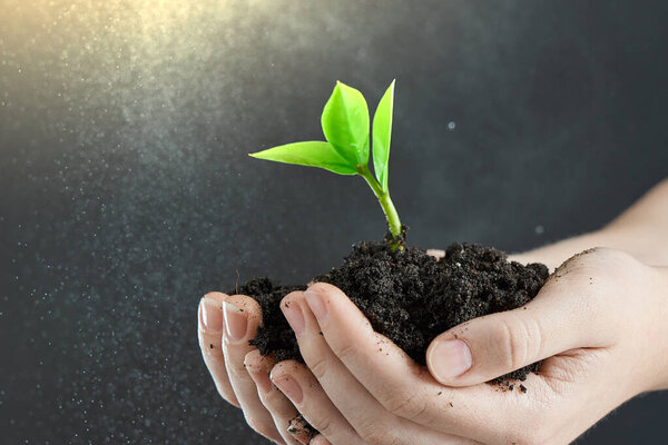 Горизонтальный кадр капусты в руке, освещенный светом на сером фоне с боке
.