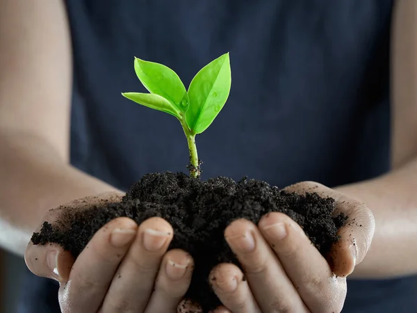 Horizontaal Schot Van Het Koesteren Van Nieuwe Groei Sprout Handen — Stockfoto