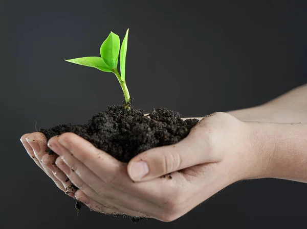 Horizontaal Schot Van Het Koesteren Van Nieuwe Groei Sprout Handen — Stockfoto