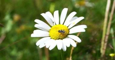 Macro - Papatyaya uç