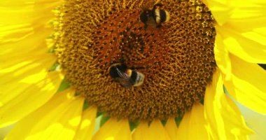 Macro - two bees on a sunflower