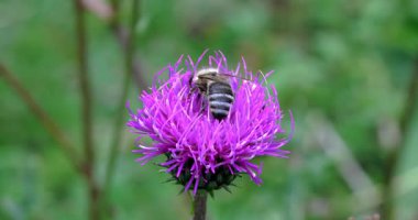 Eflatun çiçek arıya