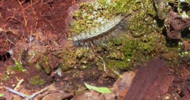 Caterpillar in a forest in autumn