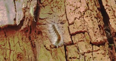 Caterpillars on a wooden bark