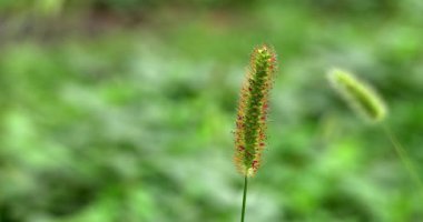  Macro - Setaria Pumila in a field