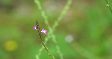 Macro - Small lilac flower