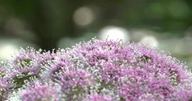 Macro - Dolomitlerden Angelica Sylvestris
