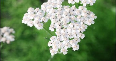 Makro - Dolomitlerde beyaz çiçekler