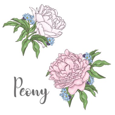 Peonies yaprakları ve beyaz arka plan üzerinde izole korun. Nazik çiçek. Bahçe, bahar ve yaz. Vektör çizim.