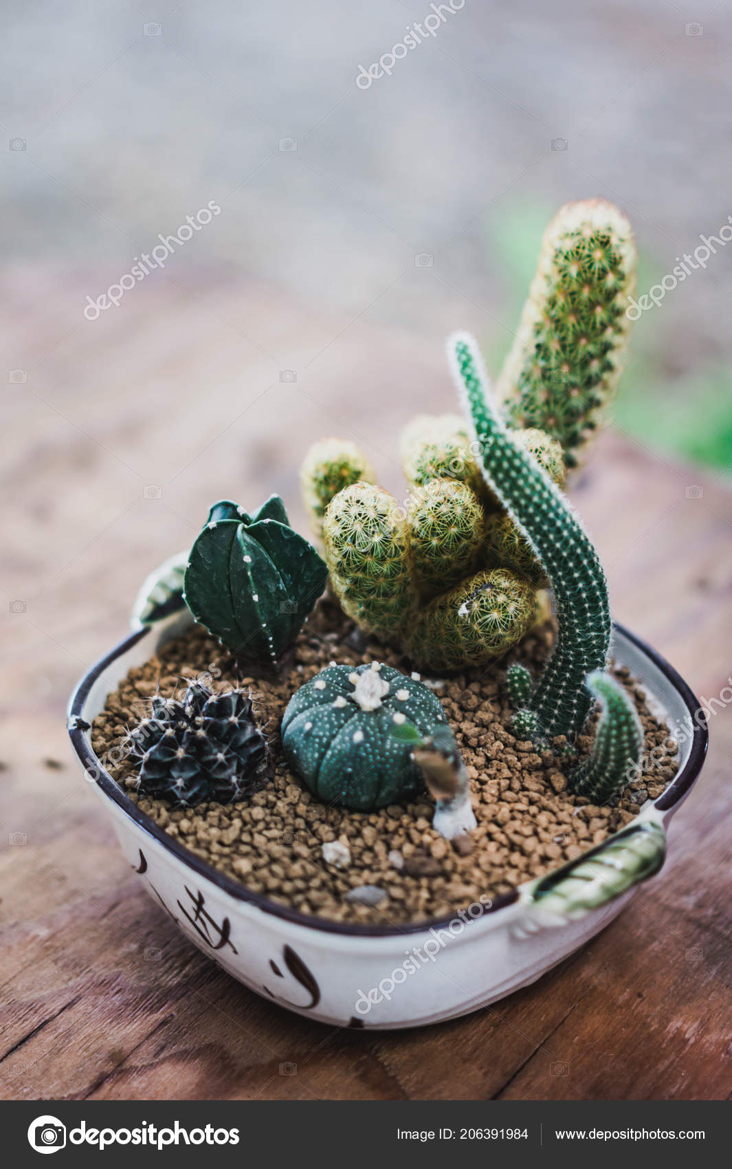 Decoration Various Cactus Plants Ceramic Pot Stock Photo by ©NatchaS  206391984