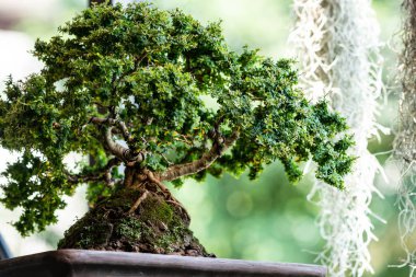 Bahçedeki bonsai ağacı