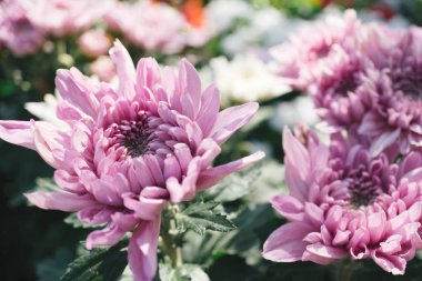 Pembe krizantem Çiçek bahçesinde bulunan görüntü arka plan