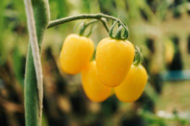 Bahçede sarı organik domates