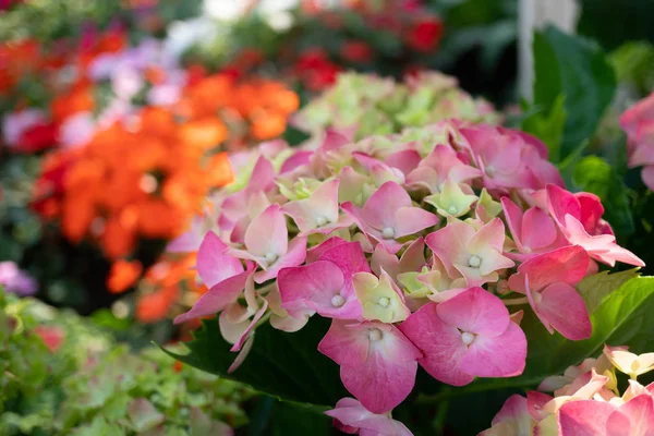 Colorati fiori di Gerbera in giardino — Foto Stock