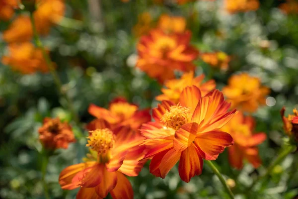 Naranja Cosmos flores en el jardín con fondo borroso — Foto de Stock