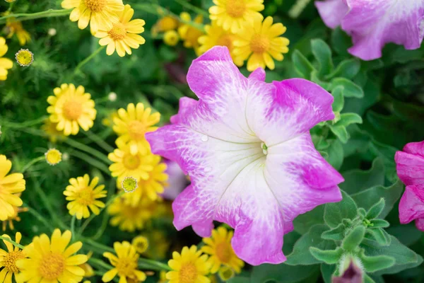 Fiori di petunia rosa e margherita gialla in giardino con sfocatura b — Foto Stock