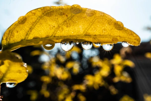 Капли воды на листьях сверкают — стоковое фото