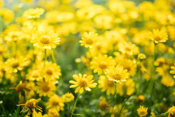 정원에 있는 노란 데이지 꽃 — 스톡 사진
