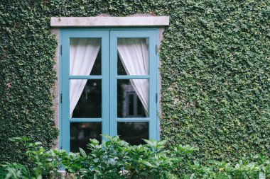 Tuğla duvar ve pencere yeşil creeper bitki ile kaplı