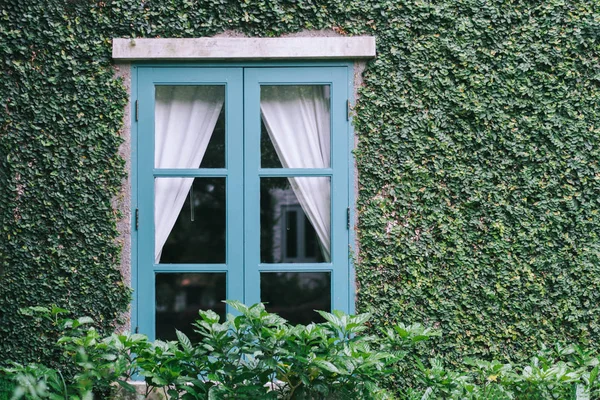 Brick wall and window covered with green creeper plant