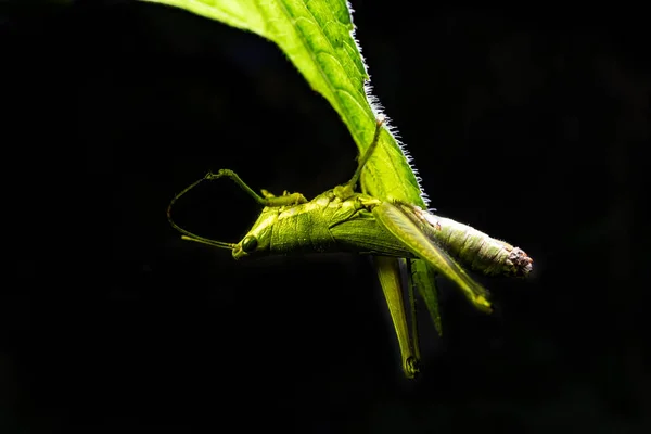Sauterelle verte suspendue sur une feuille avec un fond noir — Photo