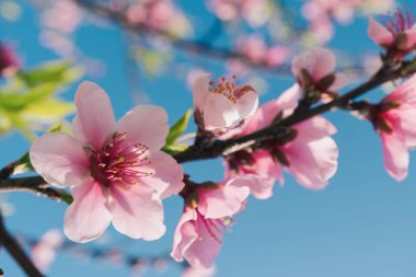 Bulanıklık arka plan ile blooming pembe şeftali çiçeği
