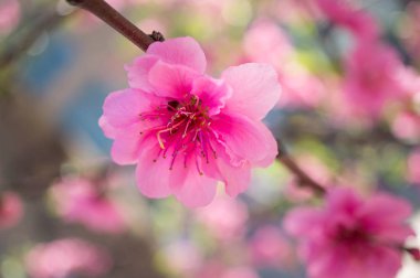 Bulanıklık arka plan ile Blooming pembe erik çiçeği