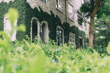 Tuğla duvar ve pencere yeşil creeper bitki ile kaplı