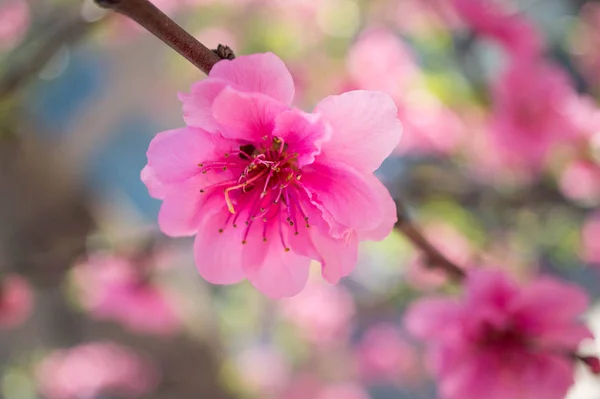 Blooming pink plum blossom with blur background — Stock Photo, Image