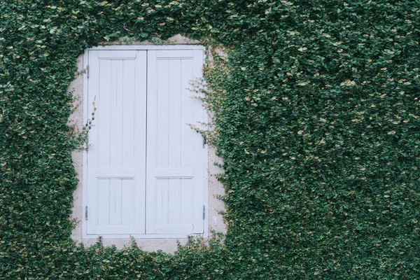 Brick wall and window covered with green creeper plant — Stock Photo, Image