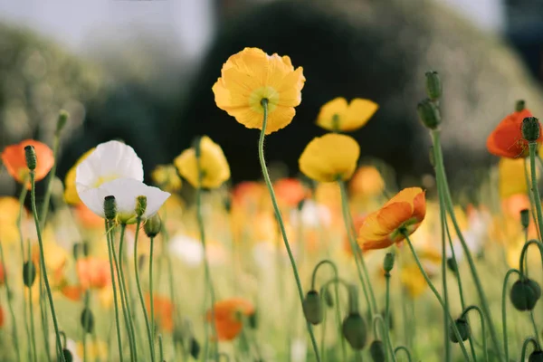 선택적 인 초점 이 있는 화려 한 양귀비 꽃밭 — 스톡 사진