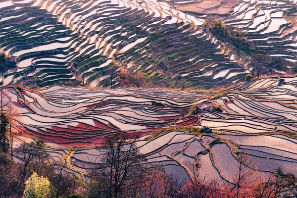 Terraced rice fields of YuanYang, China in the morning — стоковое фото