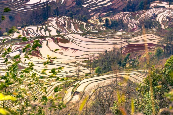 Terraced rice fields of YuanYang, China in the morning — стоковое фото