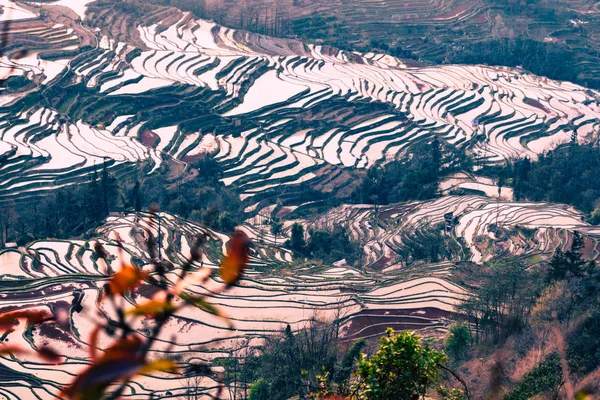 Terraced ορυζώνες της Yuanyang, Κίνα το πρωί — Φωτογραφία Αρχείου