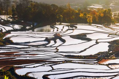 Sabah Çin, Yuanyang 'da pirinç tarlaları.