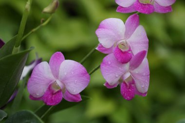 Bahçede çiçek açan mor orkide çiçek